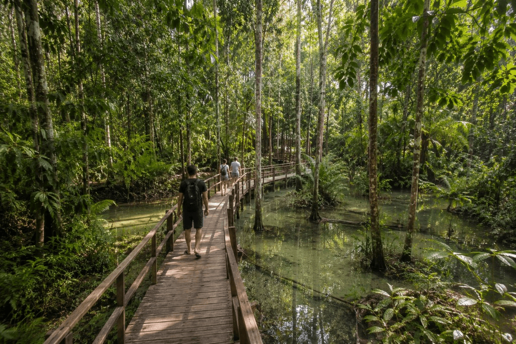 Wooden boardwalk through flooded forest on the path to Krabi Hot Springs