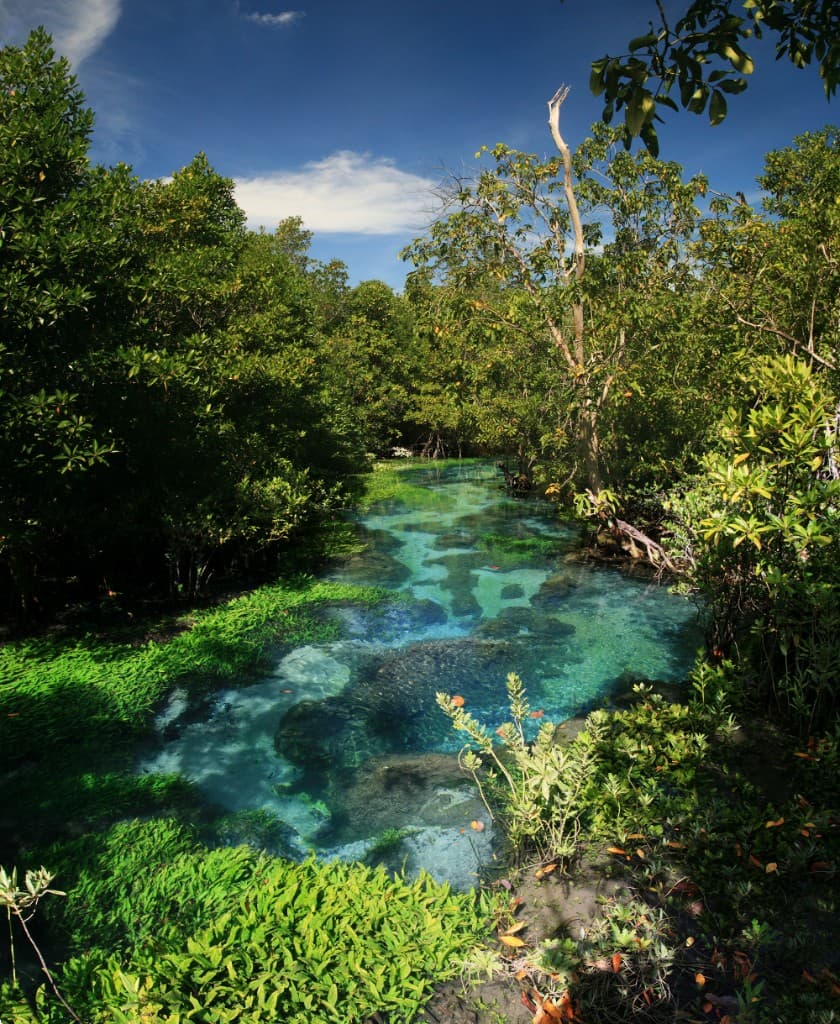 Clear turquoise stream and mangrove forest at Tha Pom Klong Song Nam, Krabi