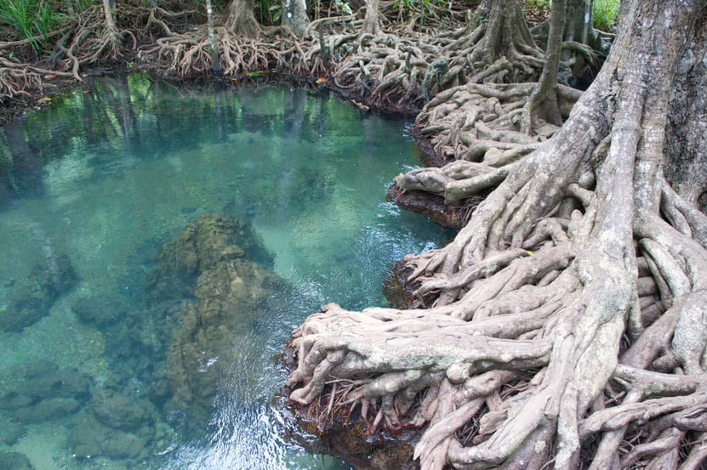 Clear emerald water and mangrove roots at Tha Pom Klong Song Nam, Krabi