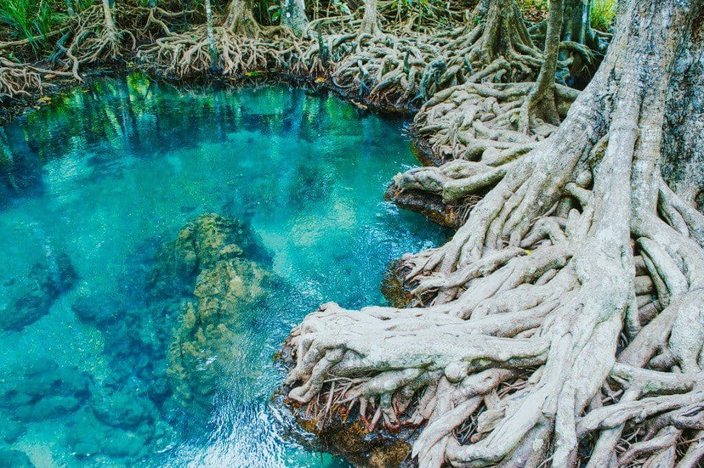 Crystal-clear spring-fed water and mangrove roots at Tha Pom Klong Song Nam, Krabi