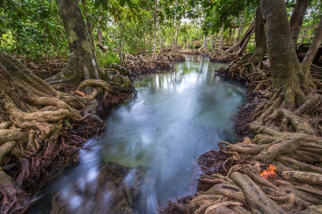Clear forest stream and boardwalk at Tha Pom Khlong Song Nam, Phang Nga