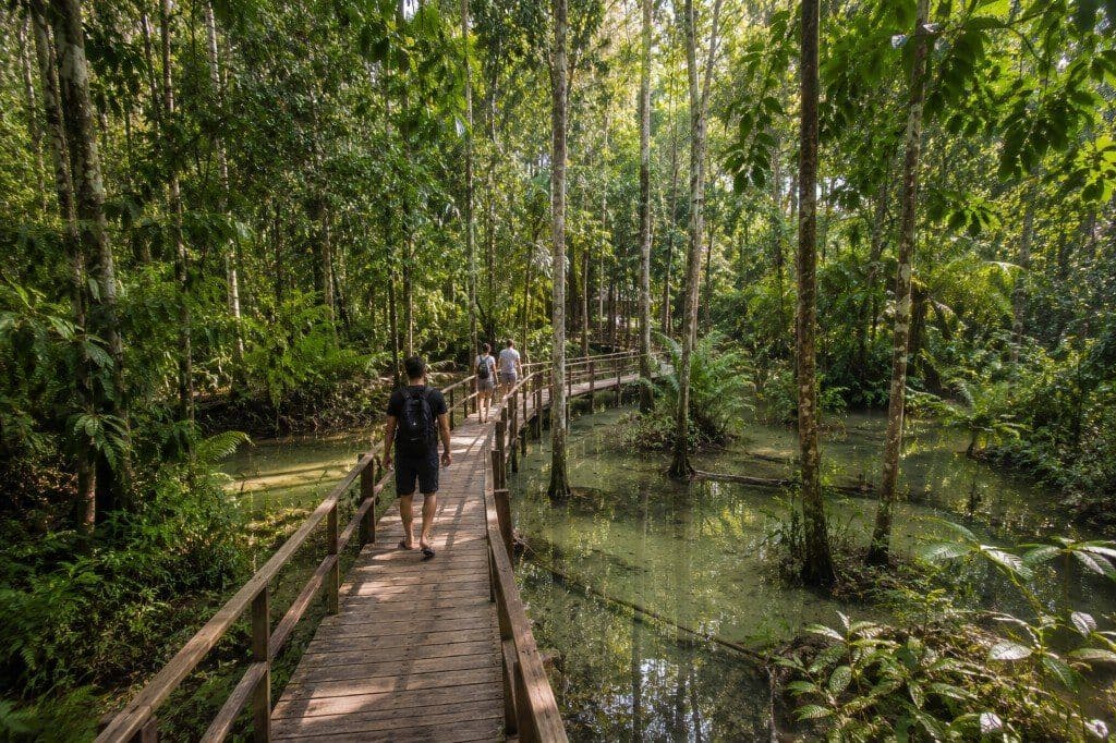 Wooden boardwalk through flooded forest on the path to Krabi Hot Springs
